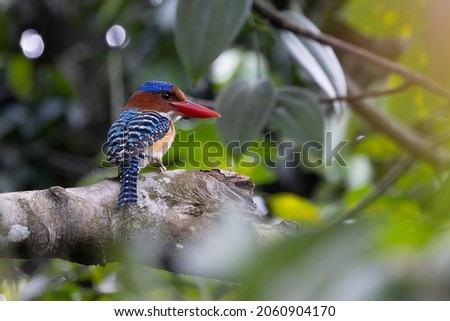 Banded kingfisher Male perched on tree branch in natural habitat.