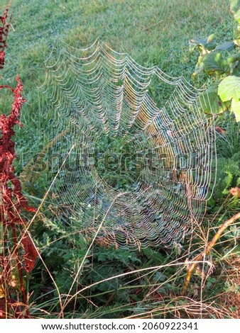 cobweb in the early morning sun on a bright autumn day