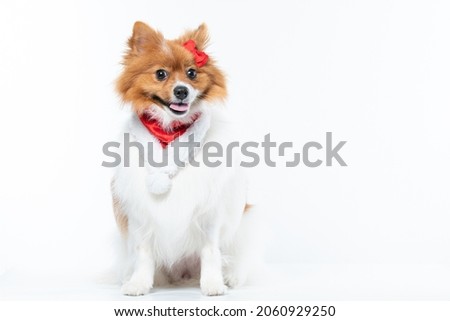 spitz dog in christmas costume