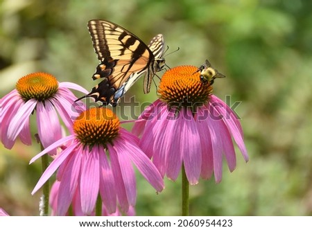 Eastern Tiger Swallowtail and bumble bee on a purple coneflower Royalty-Free Stock Photo #2060954423