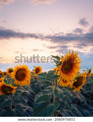 Vivid sunset over a sunflower field in the rural Hungary, natural background