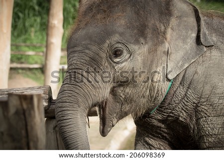 Close up young asian elephant head