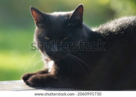 Black cat resting in the sun 