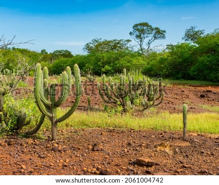 Many Xique xique cacti (Pilosocereus gounellei) and caatinga landscape - Oeiras, Piaui (Northeast Brazil) Royalty-Free Stock Photo #2061004742