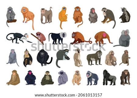 Vector collection of monkeys in a detailed style. Royalty-Free Stock Photo #2061013157