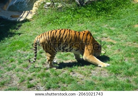 Tiger in motion on the background of green grass in the zoo