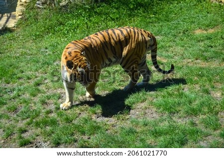 Tiger in motion on the background of green grass in the zoo