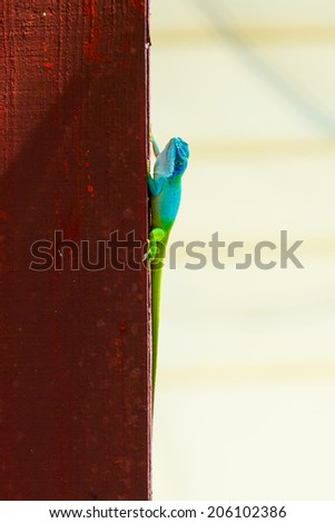 A bright and colorful lizard in Cuba