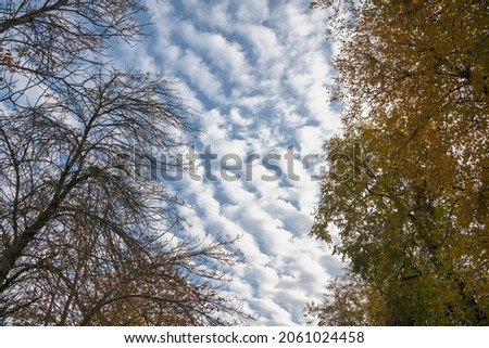 beautiful blue sky with cirrus white clouds against the background of branches of autumn trees