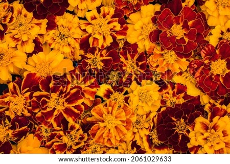 Many Tagetes flowers wall background, top view. Cempasuchil Flower Frame. Tagetes Erecta, Mexican Flower Of The Day Of The Dead. Orange mexican fall flower texture. Day of the Dead Marigold