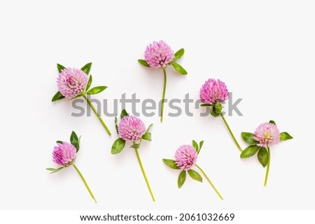 Clover on a white background. Clover flowers. Blooming clover. Medicinal plants.  Royalty-Free Stock Photo #2061032669