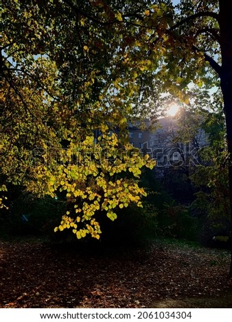 sun with leaves in the autumn