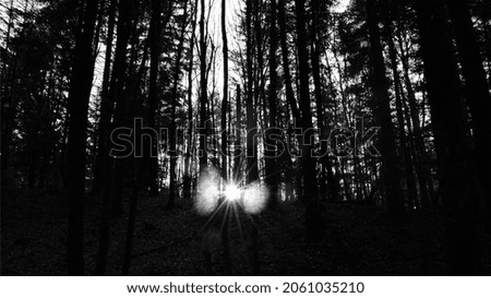 monochrome photo. horror, Halloween. dark forest, setting sun. Dark landscape. Forest in the fog illuminated by the setting sun. night forest background, awe-inspiring.
