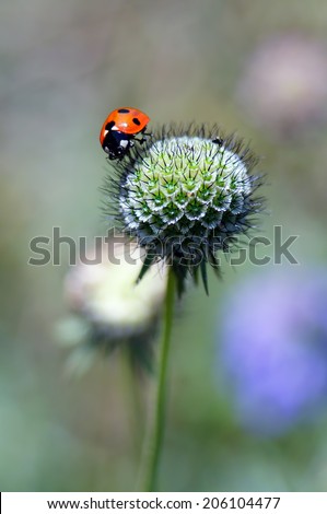 Ladybird on a spherical flower head.                      