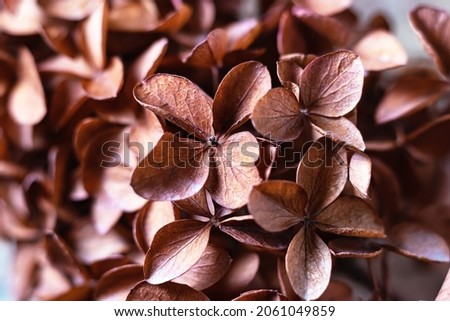 Dry hydrangea flowers on a bush, beautiful natural background, macro photo, selective focus