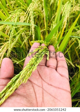 wheat cultivation, amazing greenery in wheat fields and in hand