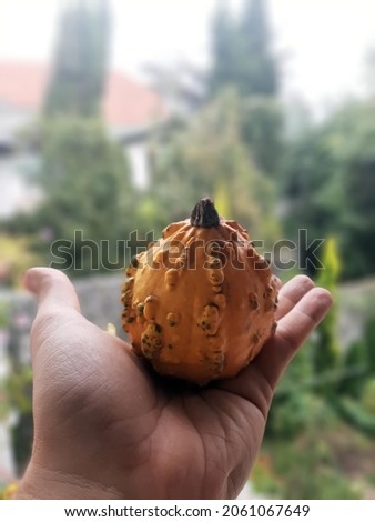 Small decoration Pumpkin. Halloween decoration pumpkins.