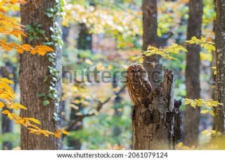 Tawny owl in the autumn forest. Strix aluco. Owl sits on a broken tree trunk.