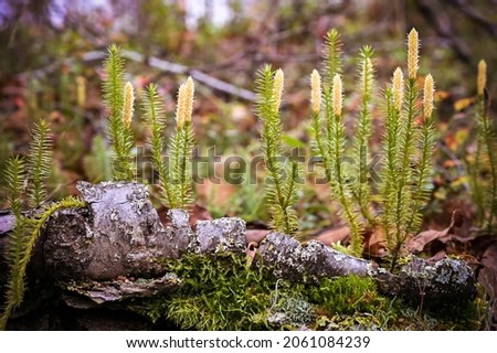 Close up view of Spinulum or Lycopodium annotinum, known as interrupted or stiff clubmoss,  growing on the wet forest ground, is used in pharmacy, herbal medicine, dyeing industry, as a decoration. Royalty-Free Stock Photo #2061084239