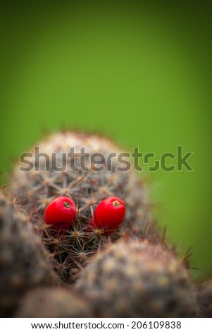Halloween cactus, the red eyes ghost in nature