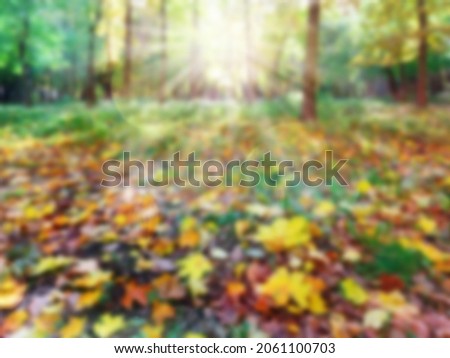 Panoramic beautiful autumn nature background with carpet of orange and yellow fallen maple leaves in sunlight. Autumn landscape with blurry defocused park in background