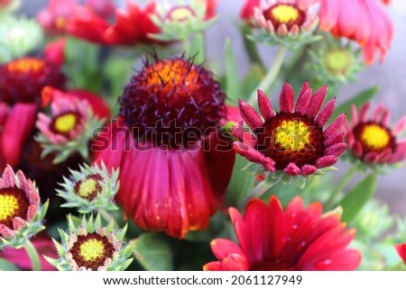 A background of many red and yellow blanket flowers