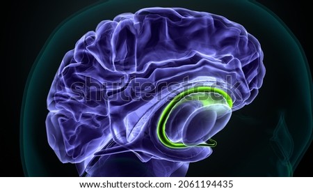 3d illustration of human brain corpus callousm anatomy.