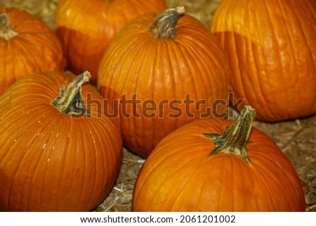 Halloween, fall and thanksgiving background with large pumpkins with depth of field.