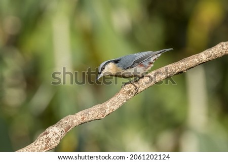 An active Chestnut-vented Nuthatch on a branch Royalty-Free Stock Photo #2061202124