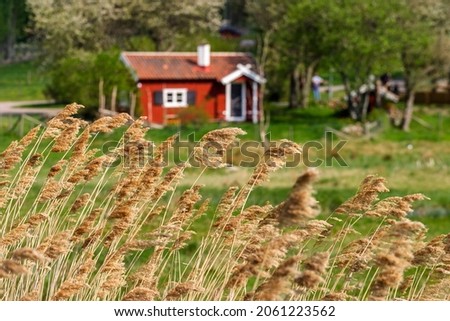 Reeds straw and a red cottage in the background