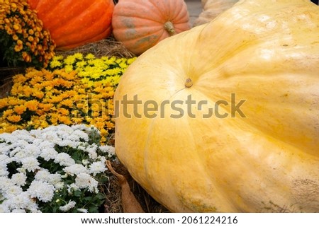 Autumn still life with a giant pumpkin on harvest festival