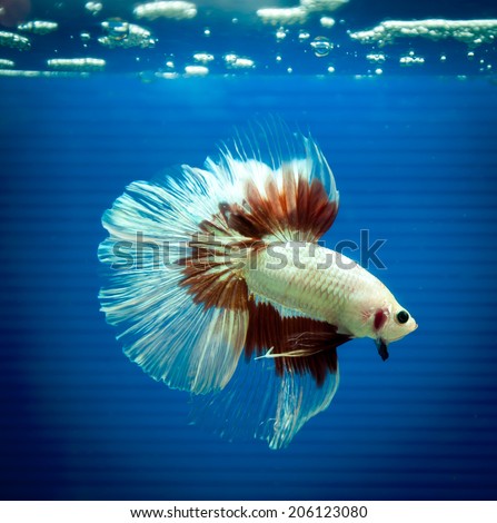 siamese fighting fish , betta isolated on blue background.