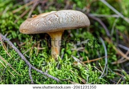 Beautiful Mushroom Closeup in a Forest in Latvia