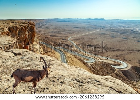 The Sinai Ibex with long horns on a steep cliff. "Makhtesh Ramon" Crater. Makhtesh Ramon in the Negev Desert. Israel. Picturesque highway - "serpentine".  The morning after the starfall. 
 Royalty-Free Stock Photo #2061238295