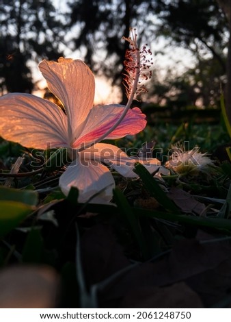 Picture of a flower with sun setting in the background