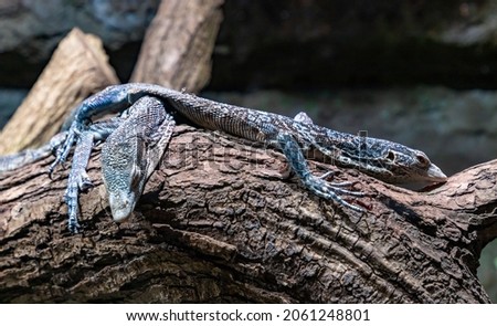 A picture of two Blue Tree Monitors at the Kraków Zoo.