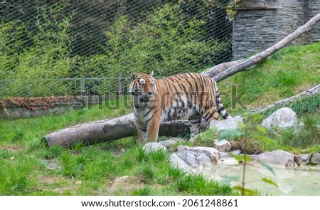 A picture of a Siberian Tiger at the Kraków Zoo.