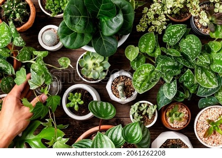 Green houseplant background for plant lovers Royalty-Free Stock Photo #2061262208