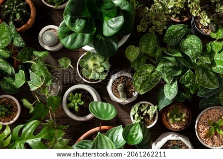 Green houseplant background for plant lovers Royalty-Free Stock Photo #2061262211