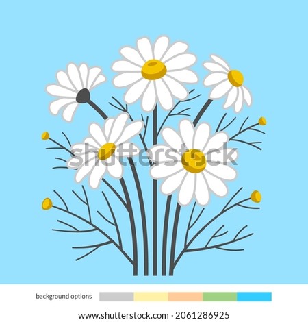 Bouquet of chamomile flowers flat vector illustration. Daisy flowers set