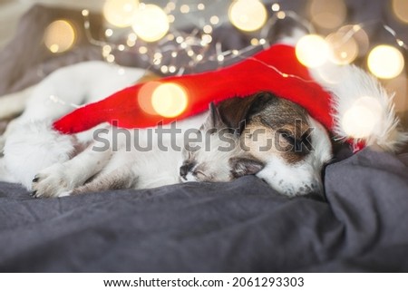 Cat in christmas hat and dog. Kitten and puppy in christmas lights