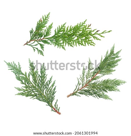 Branch of green thuja. on a white background Royalty-Free Stock Photo #2061301994