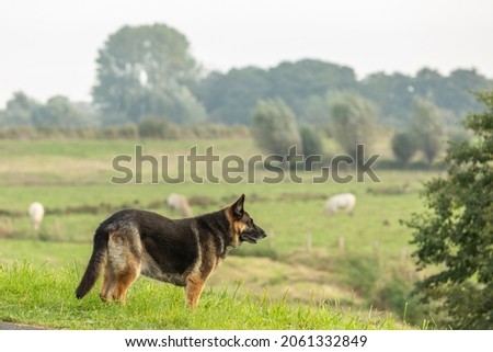 Close up of beautiful faithful German Shepherd with erect ears and sharp focused glance guarding the herd of cows in a green landscape Royalty-Free Stock Photo #2061332849