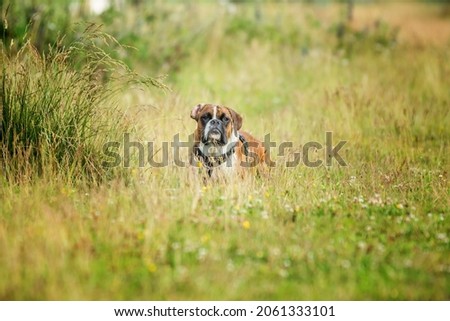 Brown black white Boxer dog lying in grass looking at the photographer surrounds with blurred foreground and background in the center of the image
