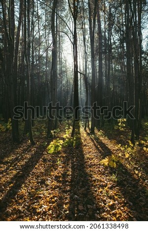 Tree lined path in the autumn forest