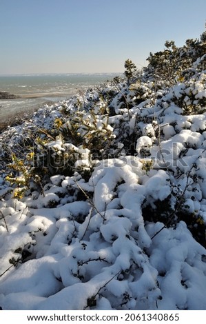 Gorse branches covered in snow