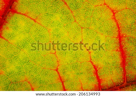 macro structure of red with green maple leaf is background