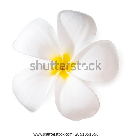 White plumeria flowers isolated on White background, Frangipani flower isolated white background With clipping path, 