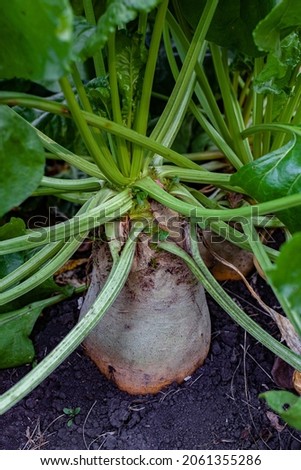 root vegetable radish grows in the garden. High quality photo