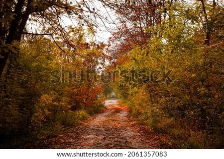 autumn trees and bushes in sunny shades of red, orange and yellow. September, October or November forest square. Pictured nature landscape for screensaver or background